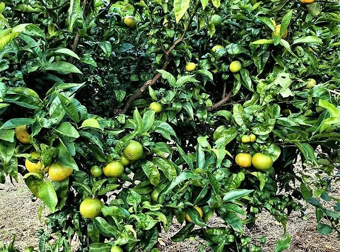 Casa Sao Miguel * Sao Roque do Pico